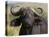 Cape Buffalo (Syncerus Caffer), Masai Mara National Reserve, Kenya, East Africa, Africa-Sergio Pitamitz-Stretched Canvas