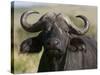 Cape Buffalo (Syncerus Caffer), Masai Mara National Reserve, Kenya, East Africa, Africa-Sergio Pitamitz-Stretched Canvas