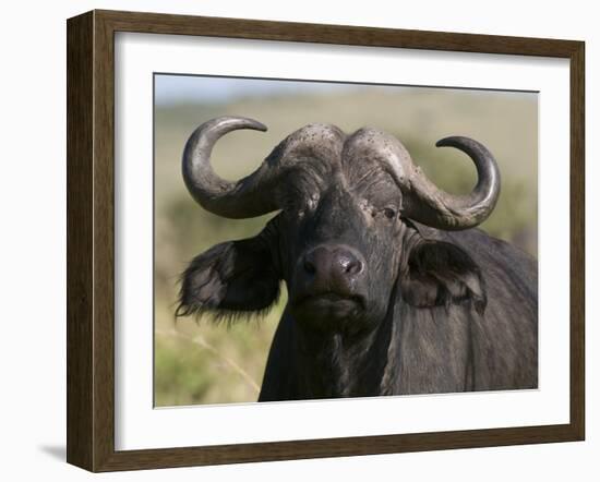 Cape Buffalo (Syncerus Caffer), Masai Mara National Reserve, Kenya, East Africa, Africa-Sergio Pitamitz-Framed Photographic Print