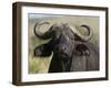 Cape Buffalo (Syncerus Caffer), Masai Mara National Reserve, Kenya, East Africa, Africa-Sergio Pitamitz-Framed Photographic Print
