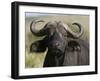 Cape Buffalo (Syncerus Caffer), Masai Mara National Reserve, Kenya, East Africa, Africa-Sergio Pitamitz-Framed Photographic Print