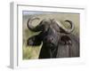 Cape Buffalo (Syncerus Caffer), Masai Mara National Reserve, Kenya, East Africa, Africa-Sergio Pitamitz-Framed Photographic Print