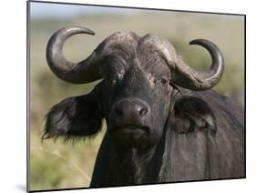 Cape Buffalo (Syncerus Caffer), Masai Mara National Reserve, Kenya, East Africa, Africa-Sergio Pitamitz-Mounted Photographic Print