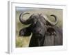 Cape Buffalo (Syncerus Caffer), Masai Mara National Reserve, Kenya, East Africa, Africa-Sergio Pitamitz-Framed Photographic Print