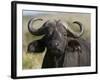 Cape Buffalo (Syncerus Caffer), Masai Mara National Reserve, Kenya, East Africa, Africa-Sergio Pitamitz-Framed Photographic Print