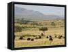 Cape Buffalo (Syncerus Caffer), Masai Mara National Reserve, Kenya, East Africa, Africa-Sergio Pitamitz-Framed Stretched Canvas