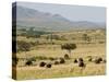 Cape Buffalo (Syncerus Caffer), Masai Mara National Reserve, Kenya, East Africa, Africa-Sergio Pitamitz-Stretched Canvas