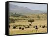 Cape Buffalo (Syncerus Caffer), Masai Mara National Reserve, Kenya, East Africa, Africa-Sergio Pitamitz-Framed Stretched Canvas