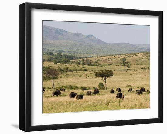 Cape Buffalo (Syncerus Caffer), Masai Mara National Reserve, Kenya, East Africa, Africa-Sergio Pitamitz-Framed Photographic Print