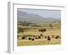 Cape Buffalo (Syncerus Caffer), Masai Mara National Reserve, Kenya, East Africa, Africa-Sergio Pitamitz-Framed Photographic Print