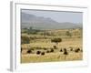 Cape Buffalo (Syncerus Caffer), Masai Mara National Reserve, Kenya, East Africa, Africa-Sergio Pitamitz-Framed Photographic Print