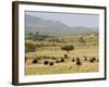 Cape Buffalo (Syncerus Caffer), Masai Mara National Reserve, Kenya, East Africa, Africa-Sergio Pitamitz-Framed Photographic Print