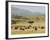 Cape Buffalo (Syncerus Caffer), Masai Mara National Reserve, Kenya, East Africa, Africa-Sergio Pitamitz-Framed Photographic Print