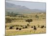 Cape Buffalo (Syncerus Caffer), Masai Mara National Reserve, Kenya, East Africa, Africa-Sergio Pitamitz-Mounted Photographic Print