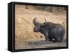 Cape Buffalo, Syncerus Caffer, Mud-Bathing, Addo Elephant National Park, South Africa, Africa-Steve & Ann Toon-Framed Stretched Canvas