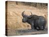 Cape Buffalo, Syncerus Caffer, Mud-Bathing, Addo Elephant National Park, South Africa, Africa-Steve & Ann Toon-Stretched Canvas