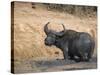 Cape Buffalo, Syncerus Caffer, Mud-Bathing, Addo Elephant National Park, South Africa, Africa-Steve & Ann Toon-Stretched Canvas