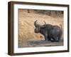 Cape Buffalo, Syncerus Caffer, Mud-Bathing, Addo Elephant National Park, South Africa, Africa-Steve & Ann Toon-Framed Photographic Print