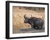 Cape Buffalo, Syncerus Caffer, Mud-Bathing, Addo Elephant National Park, South Africa, Africa-Steve & Ann Toon-Framed Photographic Print