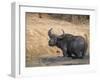 Cape Buffalo, Syncerus Caffer, Mud-Bathing, Addo Elephant National Park, South Africa, Africa-Steve & Ann Toon-Framed Photographic Print