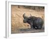 Cape Buffalo, Syncerus Caffer, Mud-Bathing, Addo Elephant National Park, South Africa, Africa-Steve & Ann Toon-Framed Photographic Print