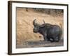 Cape Buffalo, Syncerus Caffer, Mud-Bathing, Addo Elephant National Park, South Africa, Africa-Steve & Ann Toon-Framed Photographic Print