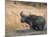 Cape Buffalo, Syncerus Caffer, Mud-Bathing, Addo Elephant National Park, South Africa, Africa-Steve & Ann Toon-Mounted Photographic Print