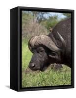 Cape Buffalo (Syncerus Caffer), with Redbilled Oxpecker, Kruger National Park, South Africa, Africa-Ann & Steve Toon-Framed Stretched Canvas