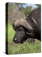 Cape Buffalo (Syncerus Caffer), with Redbilled Oxpecker, Kruger National Park, South Africa, Africa-Ann & Steve Toon-Stretched Canvas