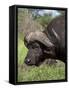 Cape Buffalo (Syncerus Caffer), with Redbilled Oxpecker, Kruger National Park, South Africa, Africa-Ann & Steve Toon-Framed Stretched Canvas