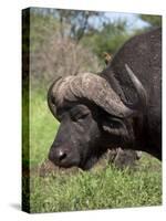 Cape Buffalo (Syncerus Caffer), with Redbilled Oxpecker, Kruger National Park, South Africa, Africa-Ann & Steve Toon-Stretched Canvas