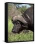 Cape Buffalo (Syncerus Caffer), with Redbilled Oxpecker, Kruger National Park, South Africa, Africa-Ann & Steve Toon-Framed Stretched Canvas