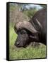 Cape Buffalo (Syncerus Caffer), with Redbilled Oxpecker, Kruger National Park, South Africa, Africa-Ann & Steve Toon-Framed Stretched Canvas