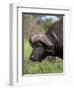 Cape Buffalo (Syncerus Caffer), with Redbilled Oxpecker, Kruger National Park, South Africa, Africa-Ann & Steve Toon-Framed Photographic Print