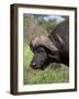 Cape Buffalo (Syncerus Caffer), with Redbilled Oxpecker, Kruger National Park, South Africa, Africa-Ann & Steve Toon-Framed Photographic Print