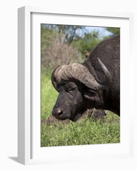 Cape Buffalo (Syncerus Caffer), with Redbilled Oxpecker, Kruger National Park, South Africa, Africa-Ann & Steve Toon-Framed Photographic Print