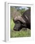 Cape Buffalo (Syncerus Caffer), with Redbilled Oxpecker, Kruger National Park, South Africa, Africa-Ann & Steve Toon-Framed Photographic Print