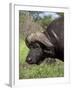 Cape Buffalo (Syncerus Caffer), with Redbilled Oxpecker, Kruger National Park, South Africa, Africa-Ann & Steve Toon-Framed Photographic Print