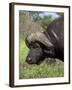 Cape Buffalo (Syncerus Caffer), with Redbilled Oxpecker, Kruger National Park, South Africa, Africa-Ann & Steve Toon-Framed Photographic Print