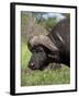 Cape Buffalo (Syncerus Caffer), with Redbilled Oxpecker, Kruger National Park, South Africa, Africa-Ann & Steve Toon-Framed Photographic Print