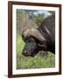 Cape Buffalo (Syncerus Caffer), with Redbilled Oxpecker, Kruger National Park, South Africa, Africa-Ann & Steve Toon-Framed Photographic Print