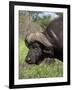 Cape Buffalo (Syncerus Caffer), with Redbilled Oxpecker, Kruger National Park, South Africa, Africa-Ann & Steve Toon-Framed Photographic Print