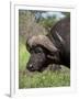 Cape Buffalo (Syncerus Caffer), with Redbilled Oxpecker, Kruger National Park, South Africa, Africa-Ann & Steve Toon-Framed Photographic Print