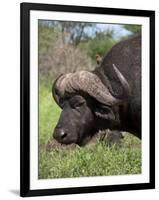 Cape Buffalo (Syncerus Caffer), with Redbilled Oxpecker, Kruger National Park, South Africa, Africa-Ann & Steve Toon-Framed Photographic Print