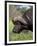 Cape Buffalo (Syncerus Caffer), with Redbilled Oxpecker, Kruger National Park, South Africa, Africa-Ann & Steve Toon-Framed Photographic Print