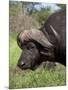 Cape Buffalo (Syncerus Caffer), with Redbilled Oxpecker, Kruger National Park, South Africa, Africa-Ann & Steve Toon-Mounted Photographic Print