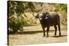 Cape Buffalo (Syncerus Caffer)-Michele Westmorland-Stretched Canvas