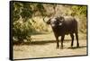 Cape Buffalo (Syncerus Caffer)-Michele Westmorland-Framed Stretched Canvas