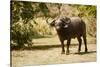 Cape Buffalo (Syncerus Caffer)-Michele Westmorland-Stretched Canvas