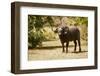 Cape Buffalo (Syncerus Caffer)-Michele Westmorland-Framed Photographic Print